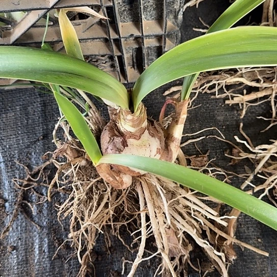 玫瑰花漾6厘米带4个侧 开花包对版