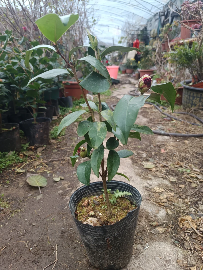 午夜魔幻茶花，山茶花带花苞树苗四季好养易活