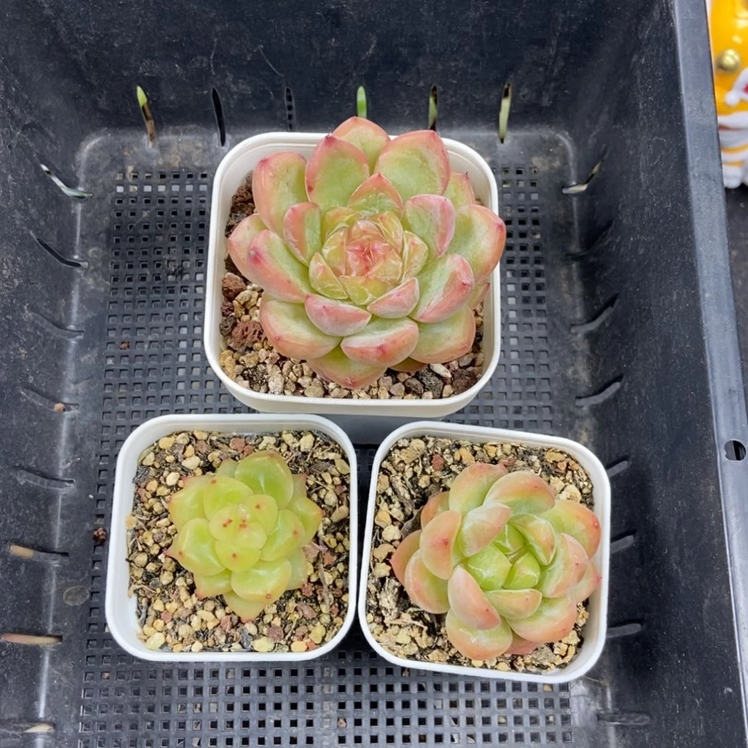 东篱下多肉哈哈哈哈哈