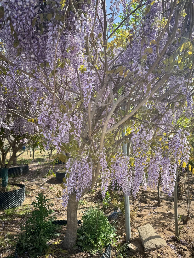 4公分紫藤花爬藤国藤浓香高度室外地栽庭院楼顶露台修剪后发货
