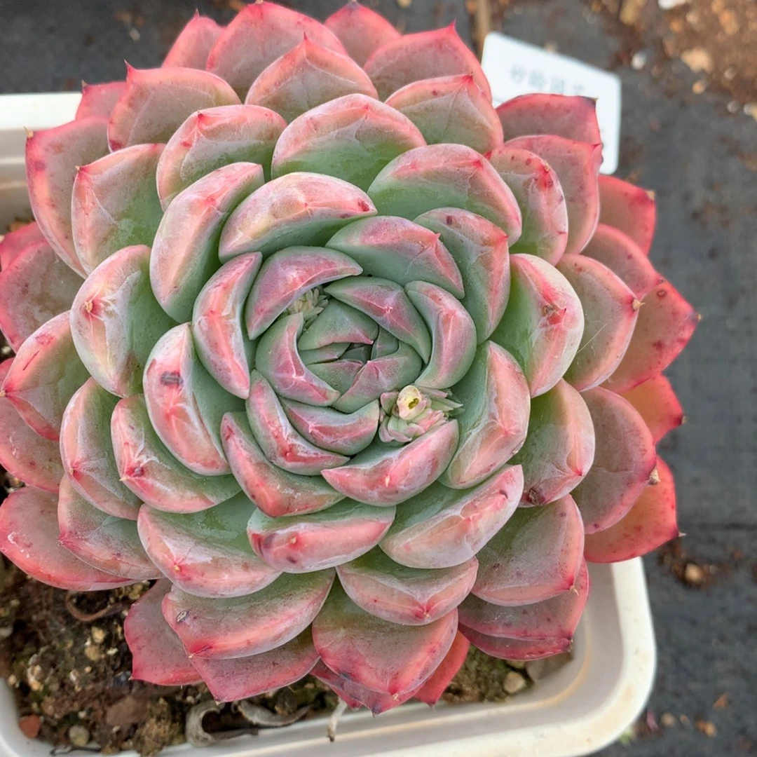 5285杂交多肉老桩