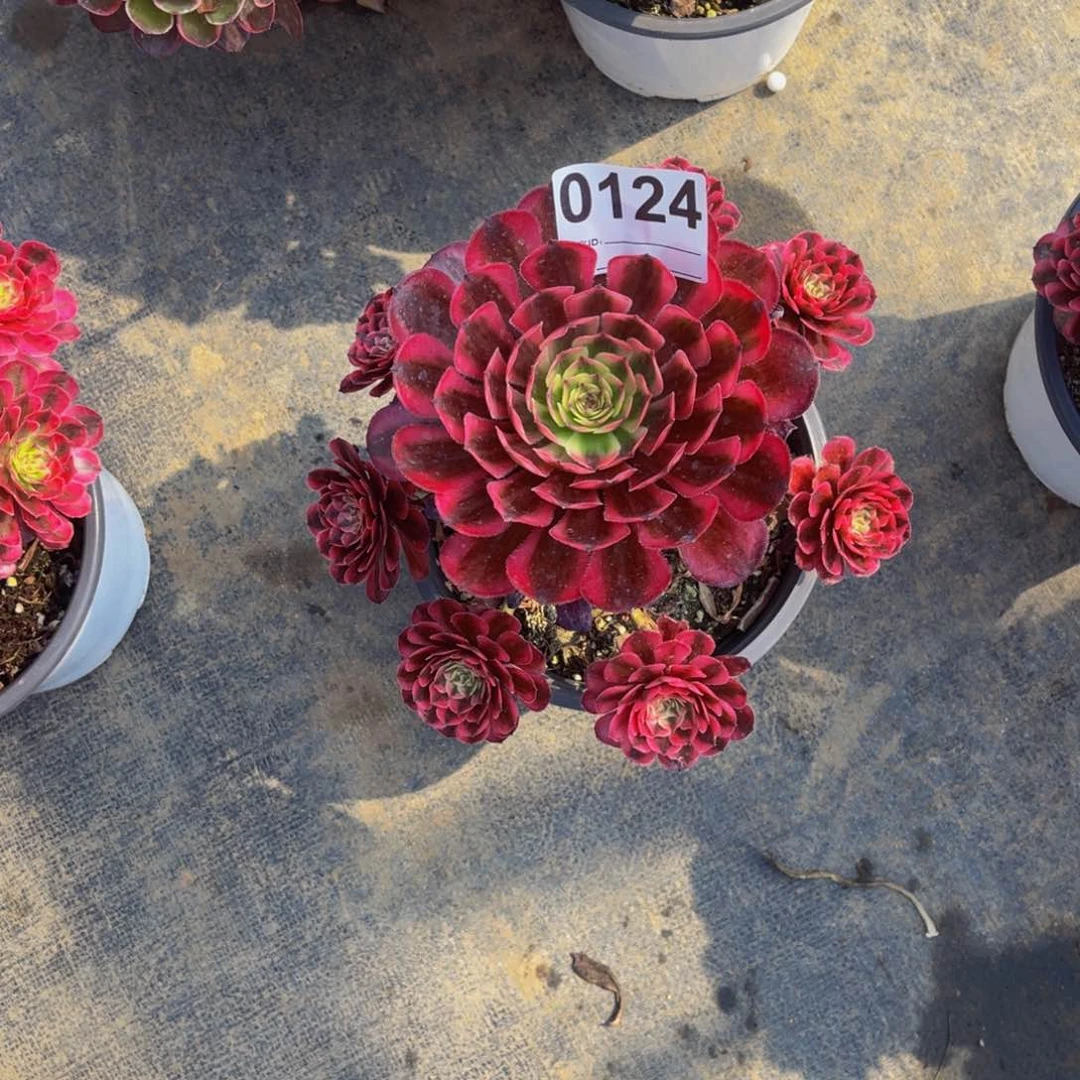 无花朵白月光0124福利