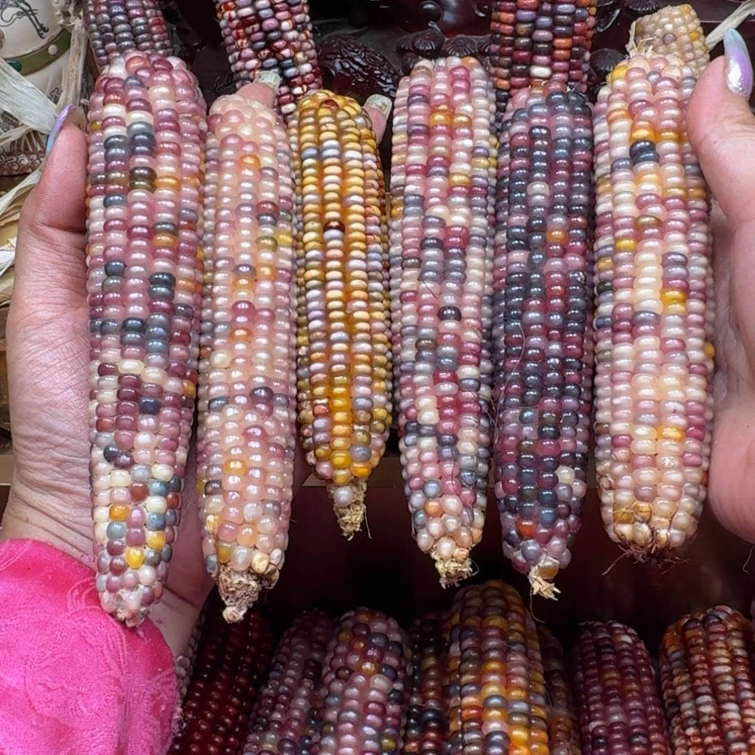 一***好柏香籽/百香籽吊坠