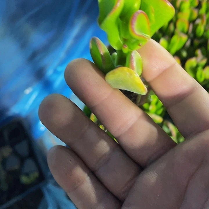 小西财树1元带土发