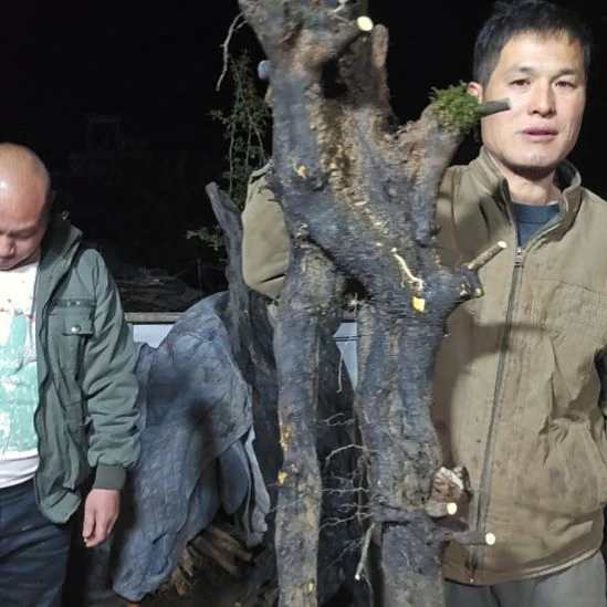 山***无花朵山里人家金单子