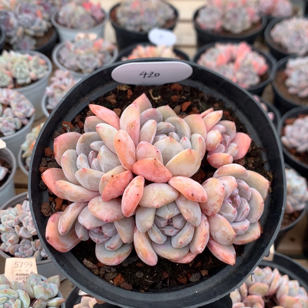 13厘米六头黄底石榴籽 无砍 420