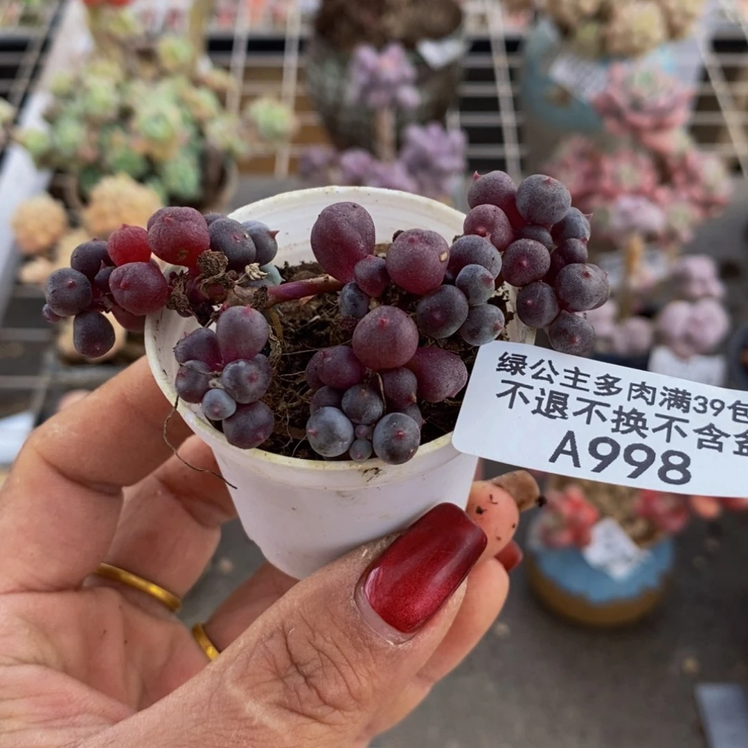 葡萄998/6cm多肉