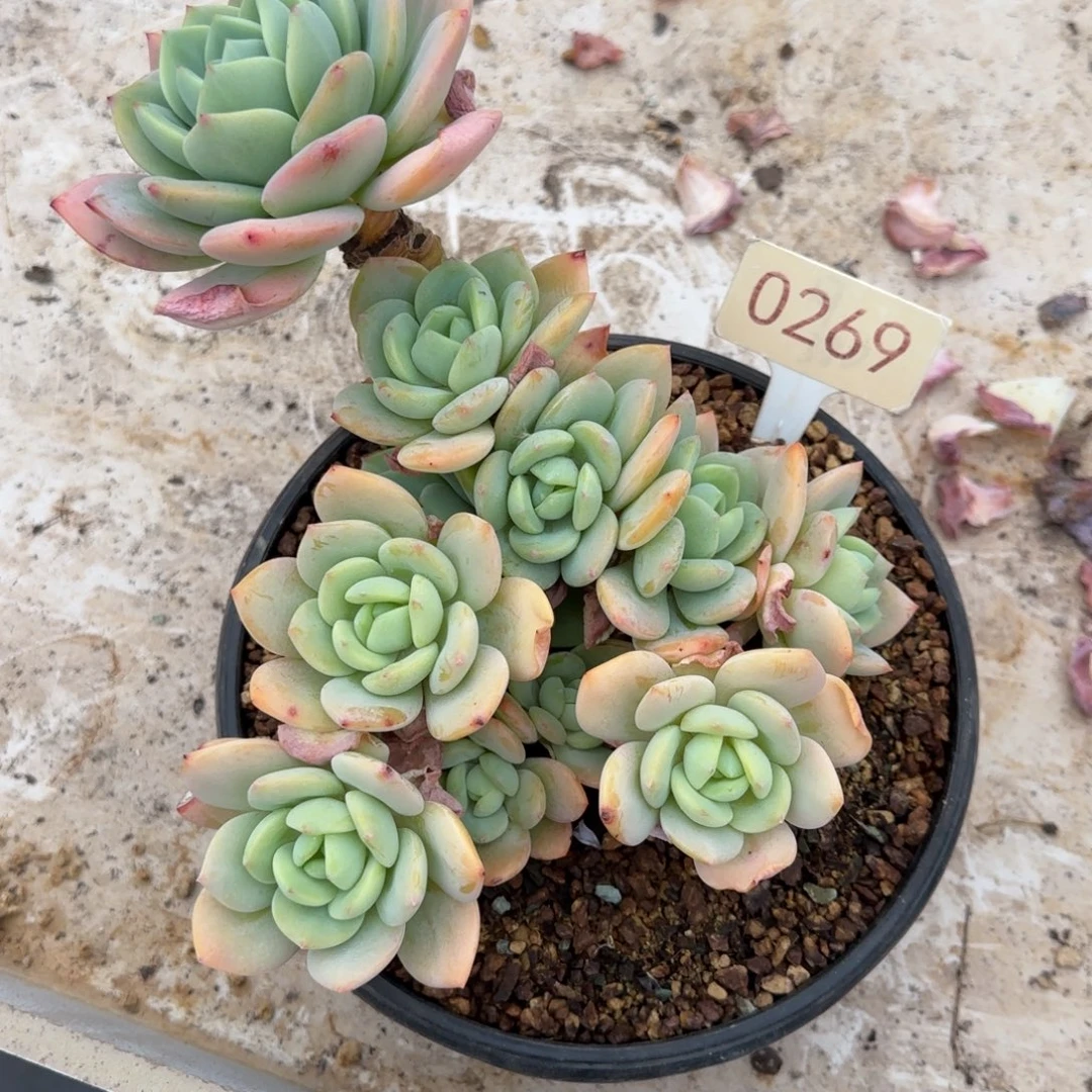 微***…0269。     柚子茶多肉