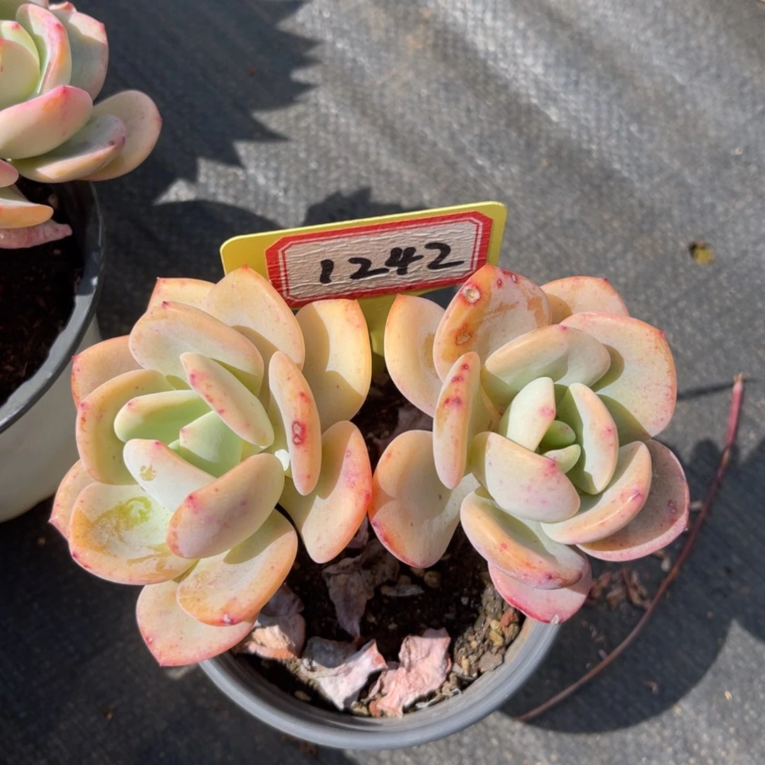 1242号白月光双头冠幅12公分