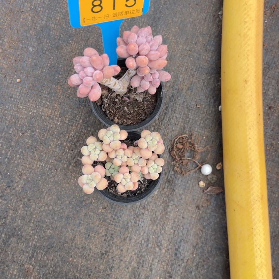 云尘多肉一物一拍815