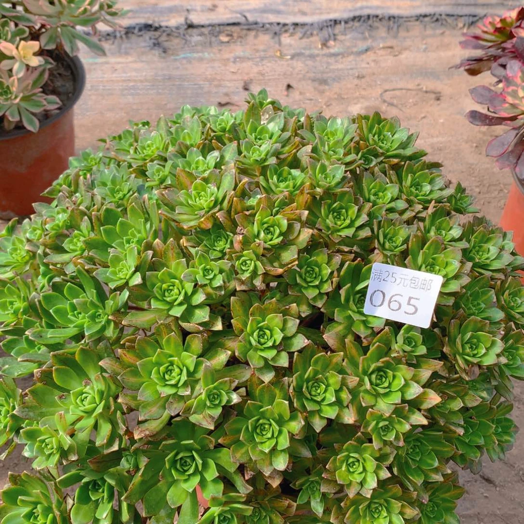 065绿茶中斑锦老桩