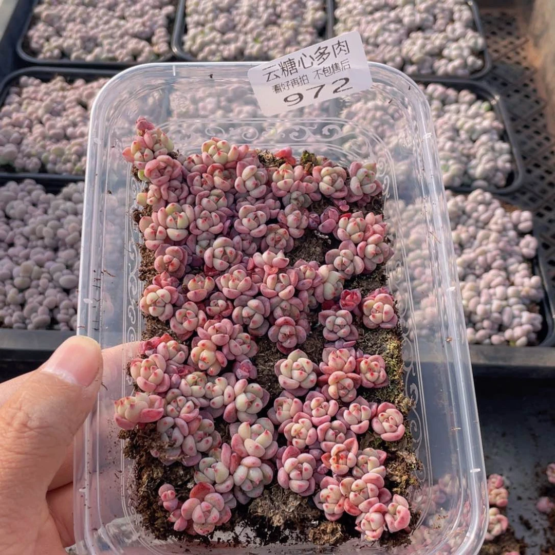 云糖心多肉植物972
