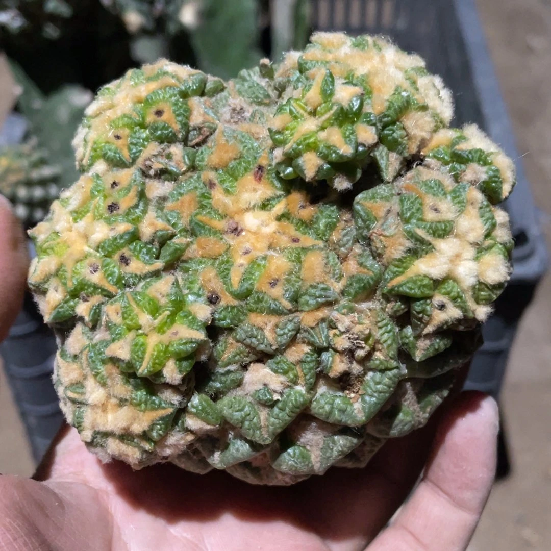 门***钓全部花朵群体 仙人球开花