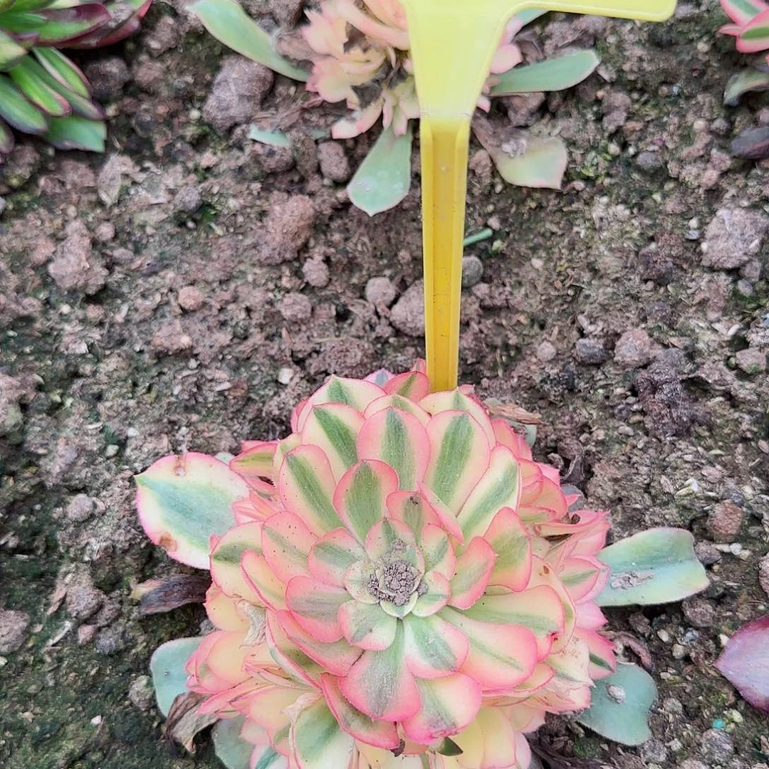 5-36+++多头多肉植物