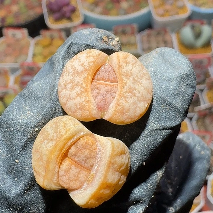 生石花2/：：。    7号