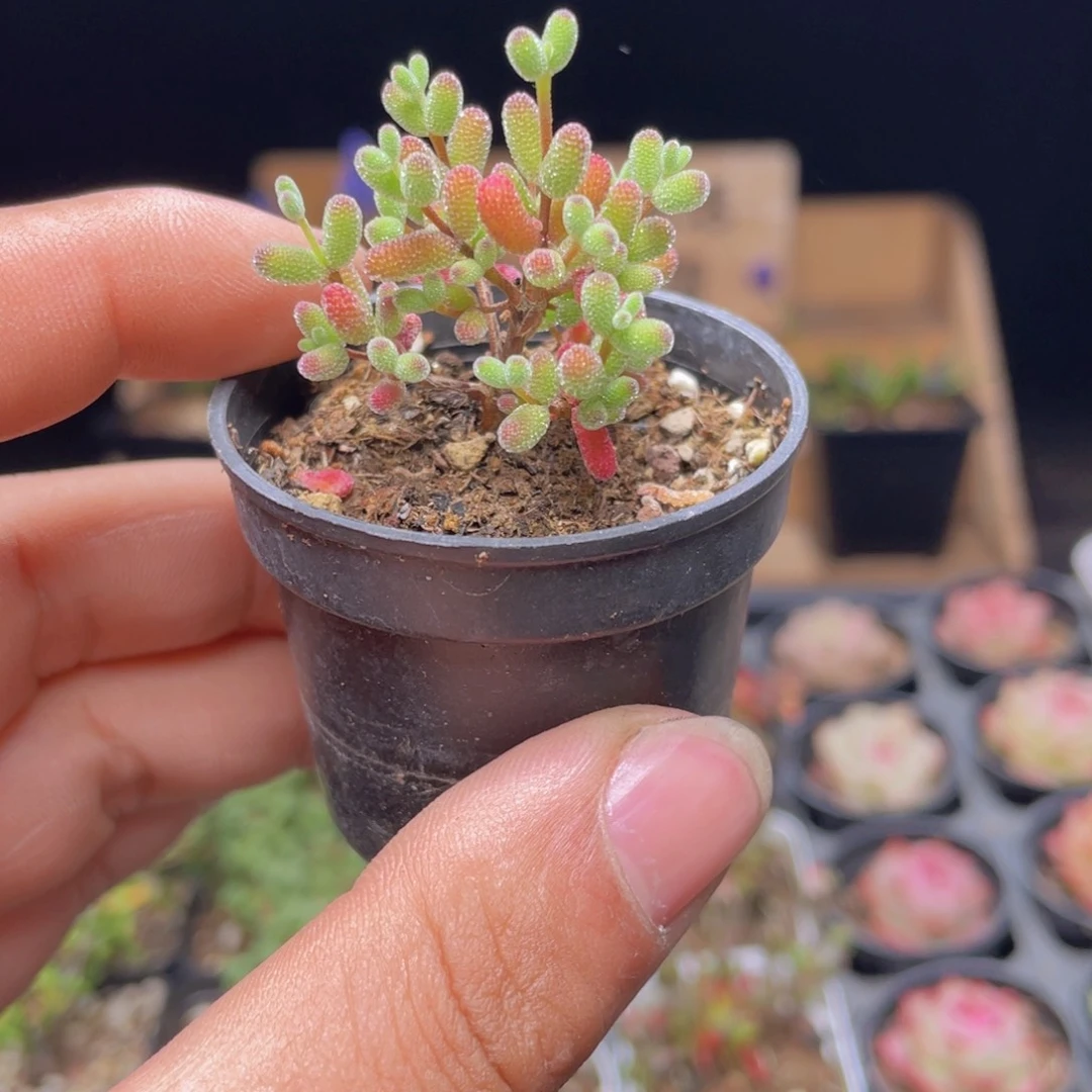 实生蜜桔糖球多肉9.9包邮发货