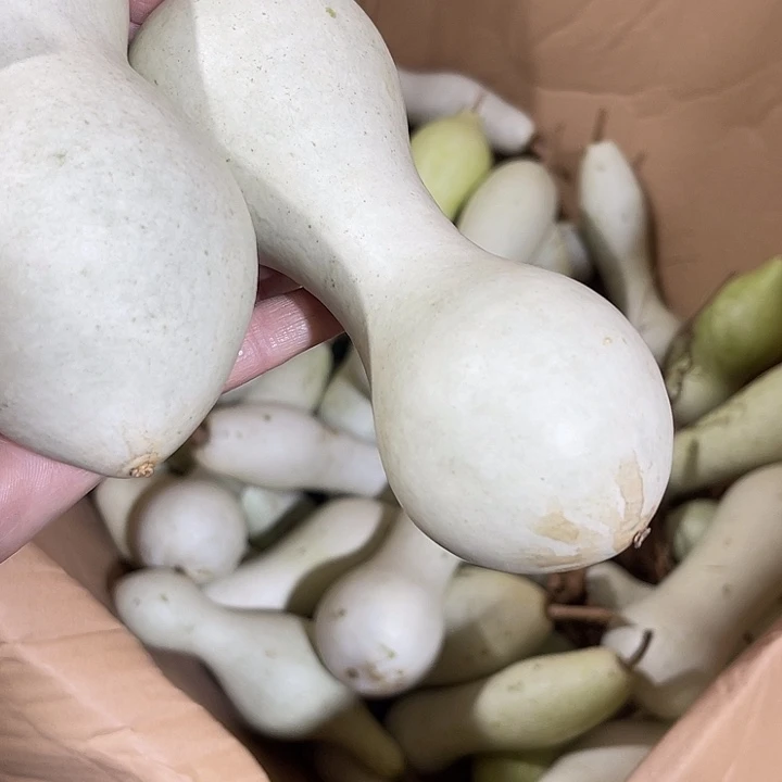 大果紫檀（缅甸花梨）沧****T