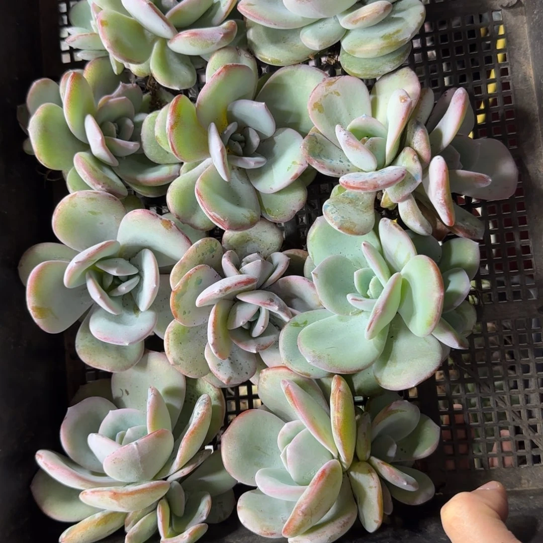 韩版奶茶10颗一物一拍54