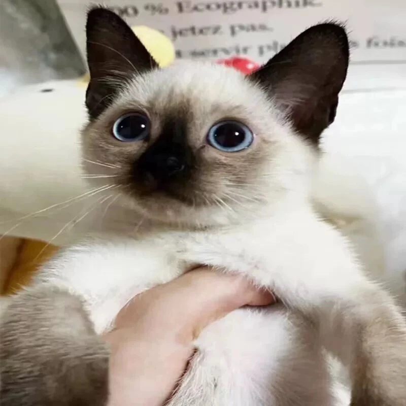 纯种暹罗猫活体星罗猫泰国猫挖煤小猫活物宠物蓝眼猫咪幼崽暹罗猫
