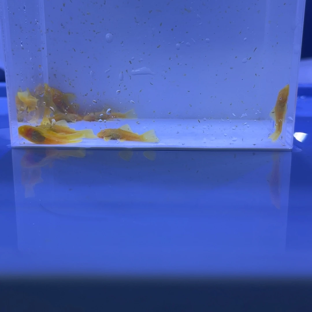 孔雀鱼胡子十条开箱视频报损