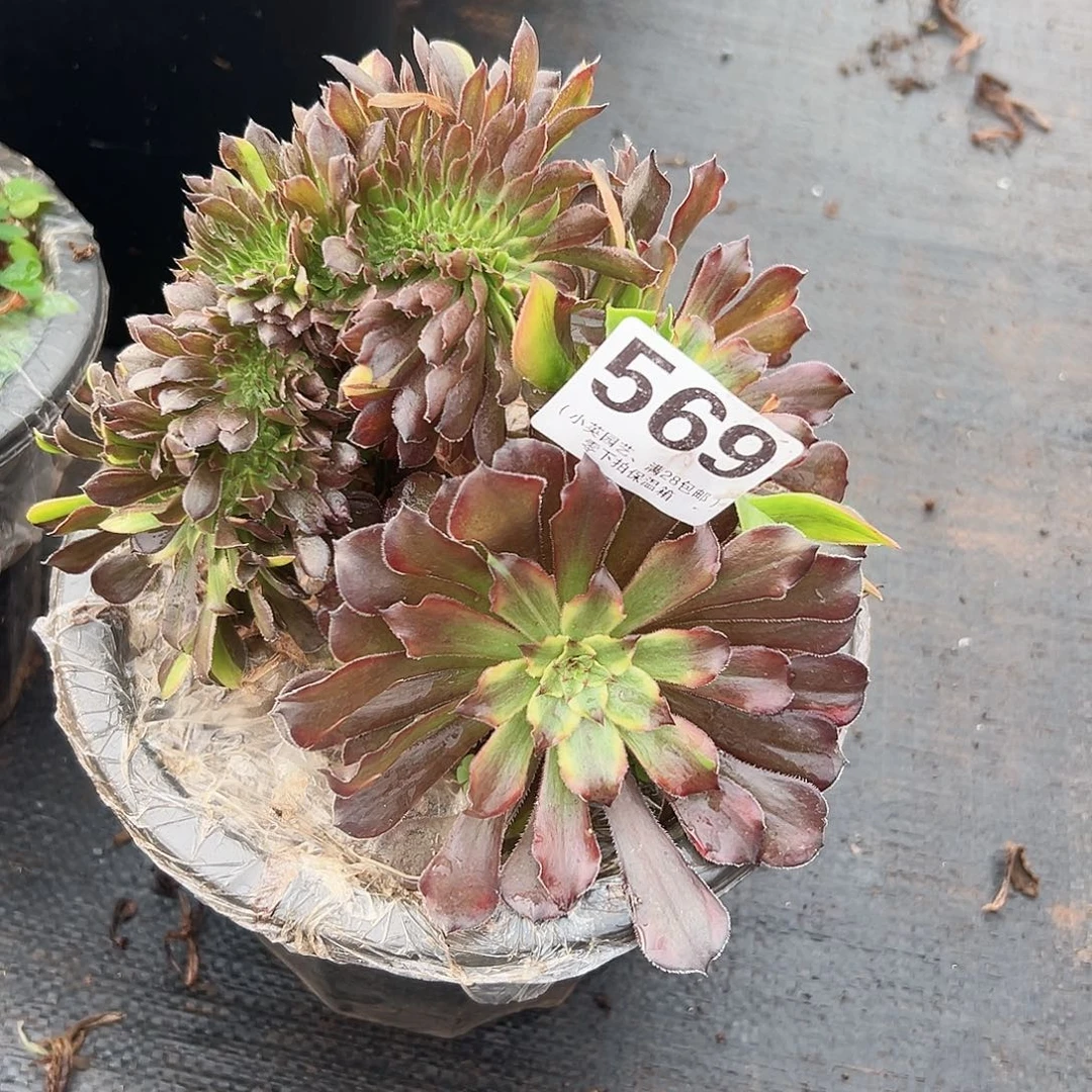 多肉植物569粉黛缀化