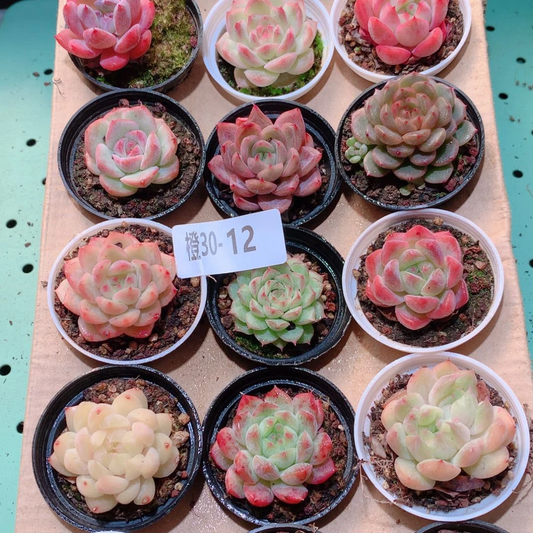 30-12一物一拍多肉带盆18颗