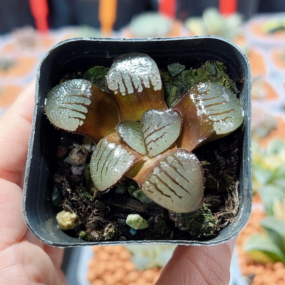 十二卷多肉魔界1