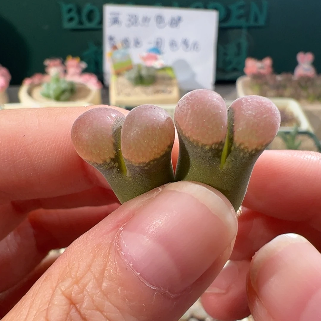1197/青蛙优选pv1089鲑鱼粉2.5年cp一组