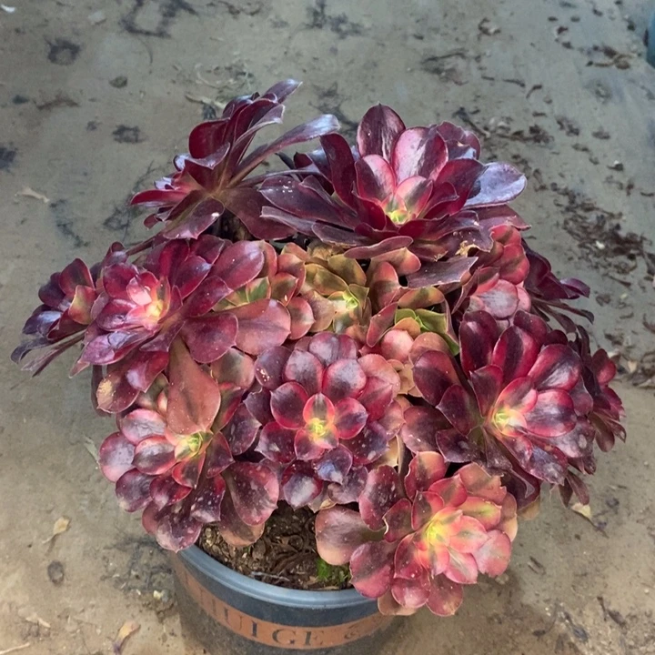 美杜莎多肉植物32。