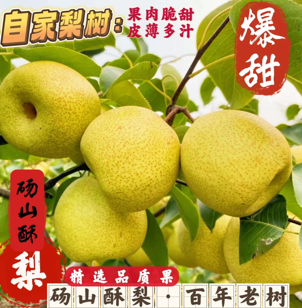 【顺丰包邮】百年老树砀山酥梨皮薄多汁脆甜无渣新鲜水果砀山梨