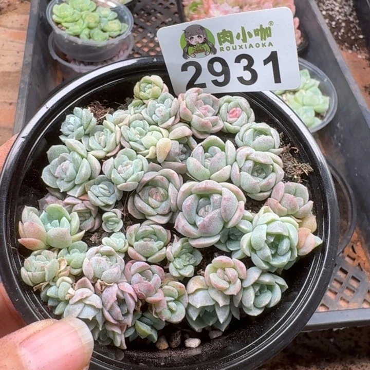 多肉植物多肉植物