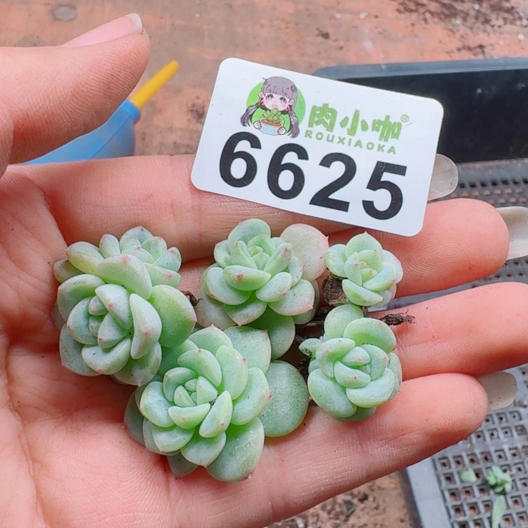 多肉植物多肉植物