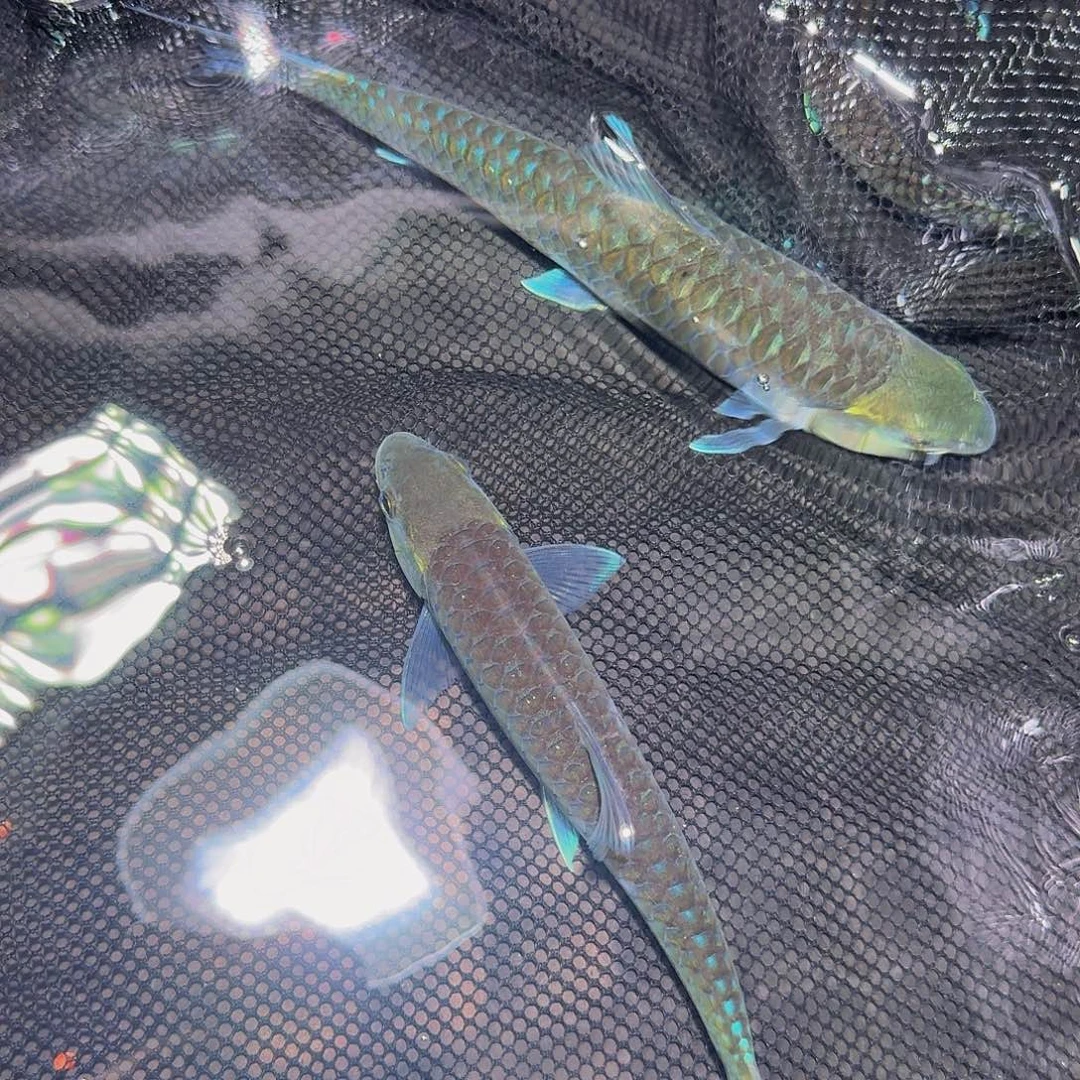 吉罗鱼异口异口异口