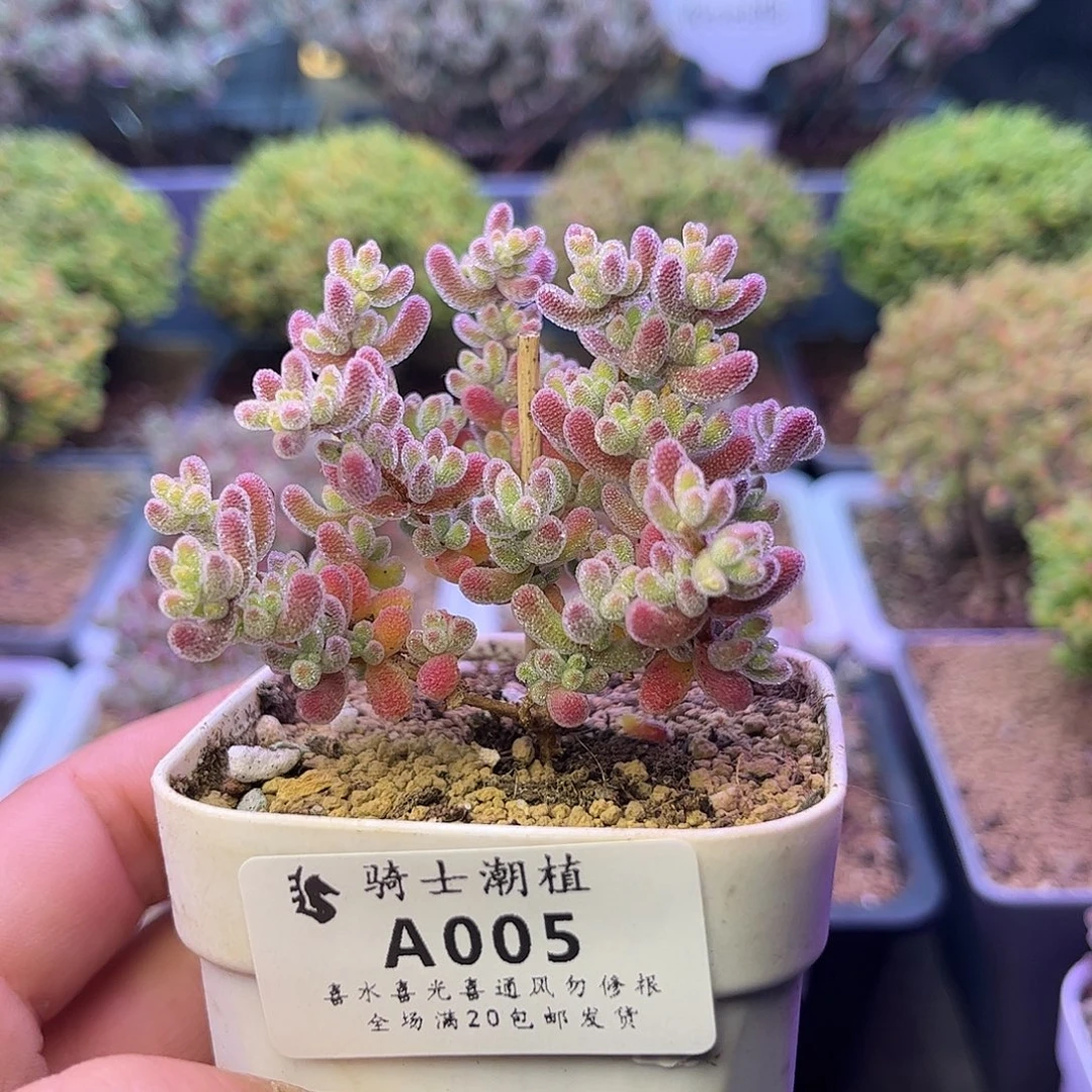 005优选冰晶枝干番杏