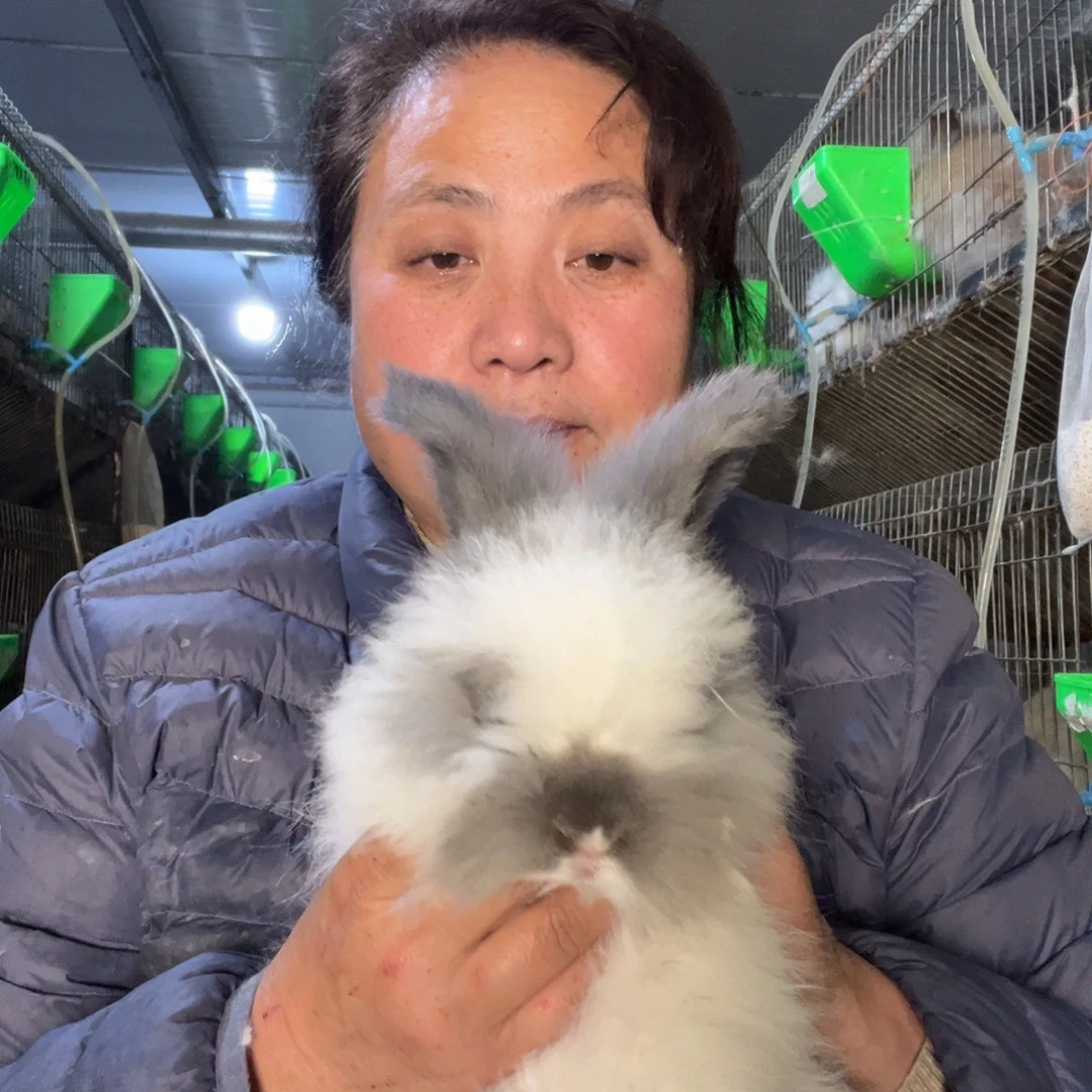双血统英系安哥拉兔