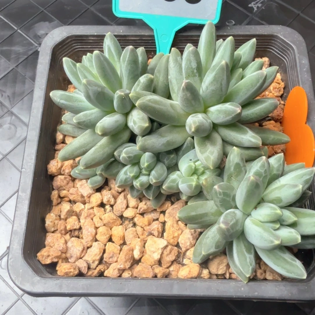 伊卡鲁斯多肉植物335