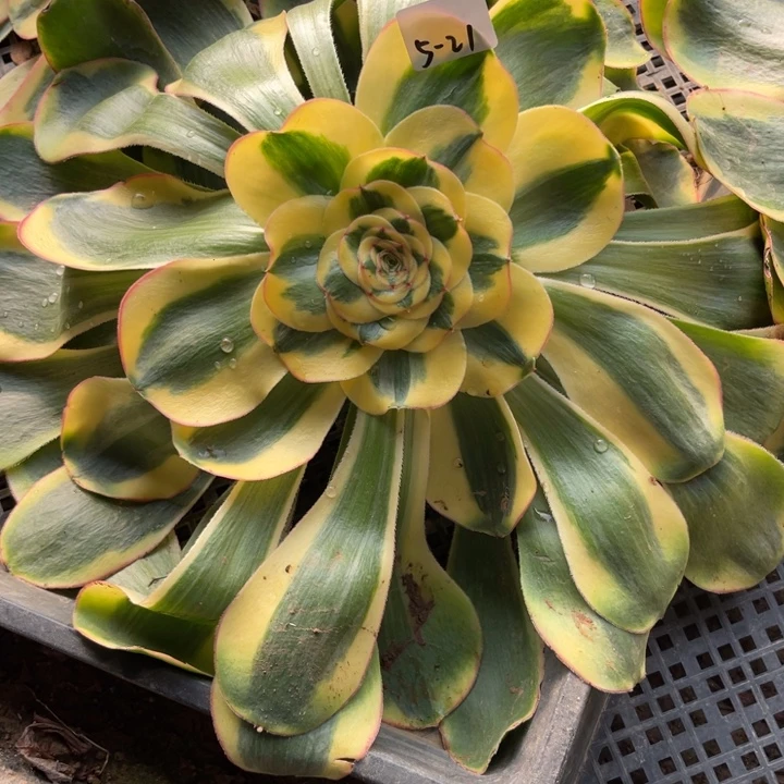 1-5-21贵妃法师锦多肉