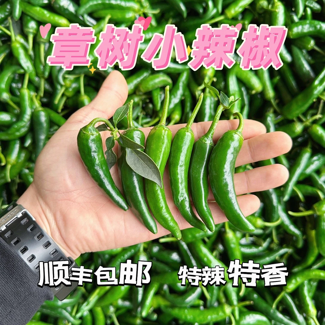〔顺丰包邮〕章树小辣椒特辣特香皮薄新鲜采摘产地直发