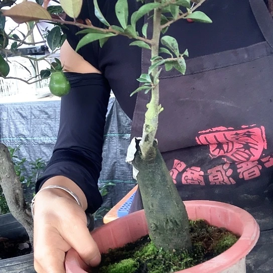无花朵金弹子紫阳。