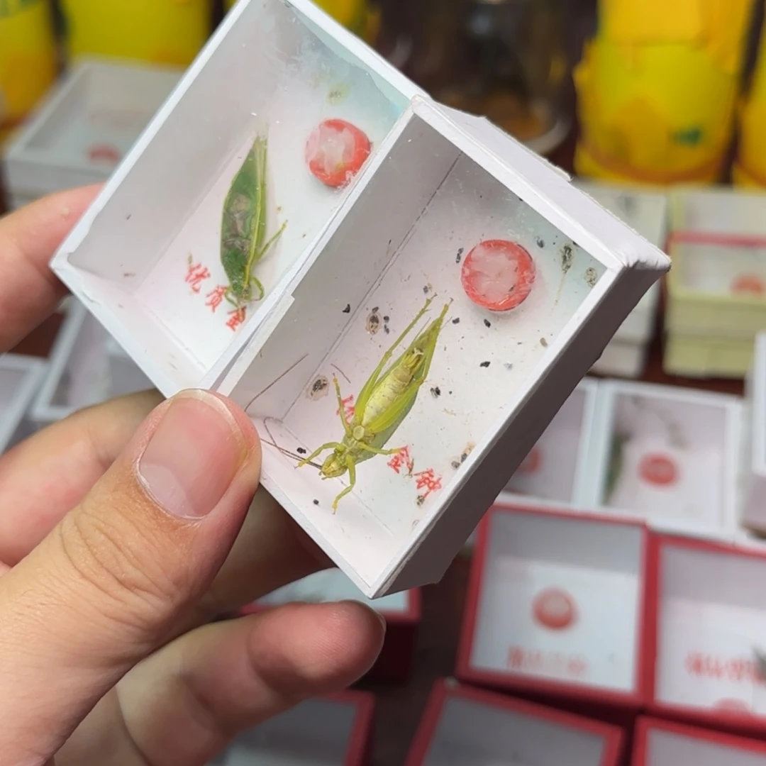 连口金钟2只短须