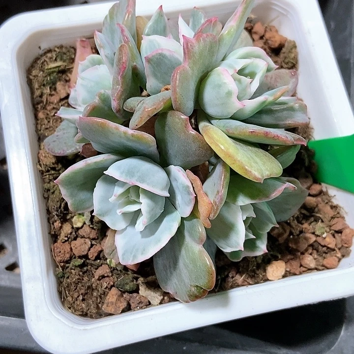 多肉植物伯克利锦807