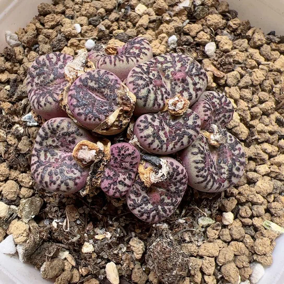 【闪购商品】113 霓虹