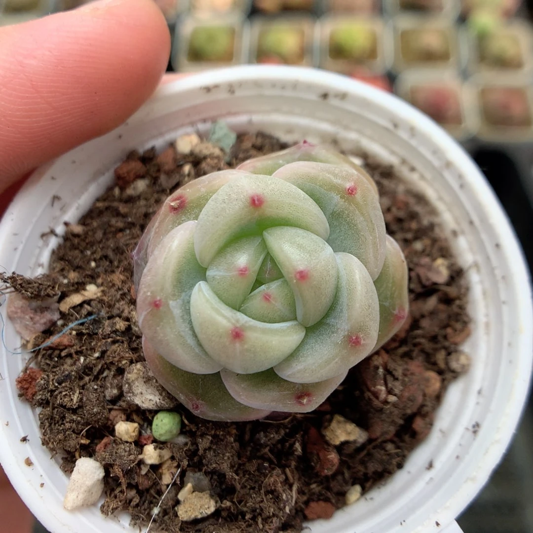 E75，柿子多肉20包邮两天凑单，偏远地区不发货