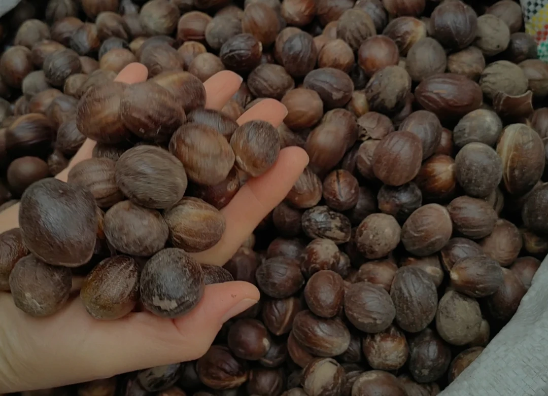 香果文冠果，圆壳长壳，卤肉鸭货肉类必备沙拉菜圆香果香料小香果