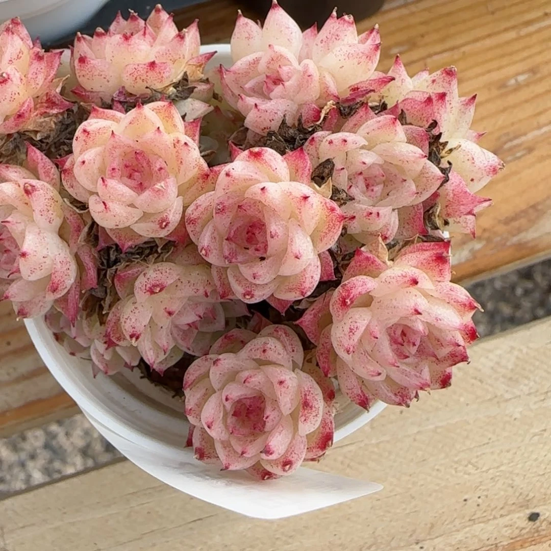 花语逸境0222-477散