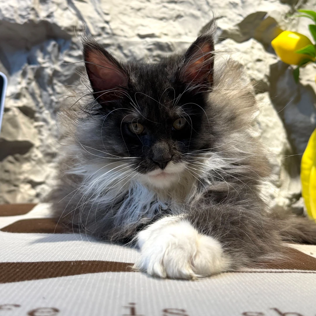 缅因猫烟灰加白弟弟