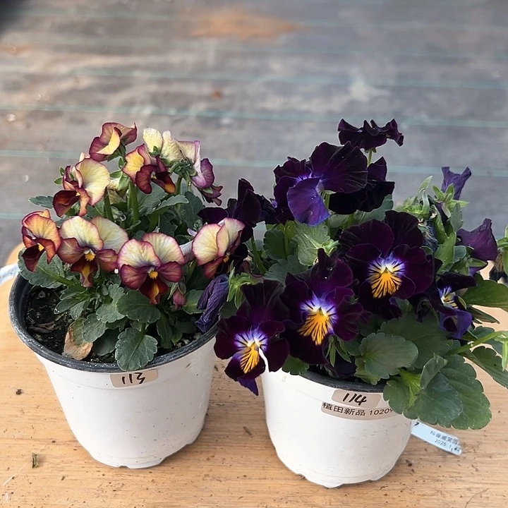 红陶抖音直播闪拍113-114