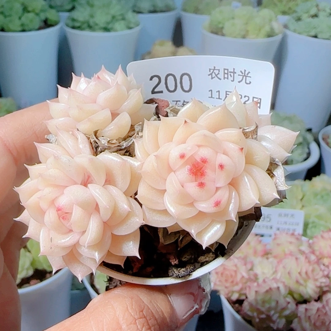 1122-200fm-219不包整