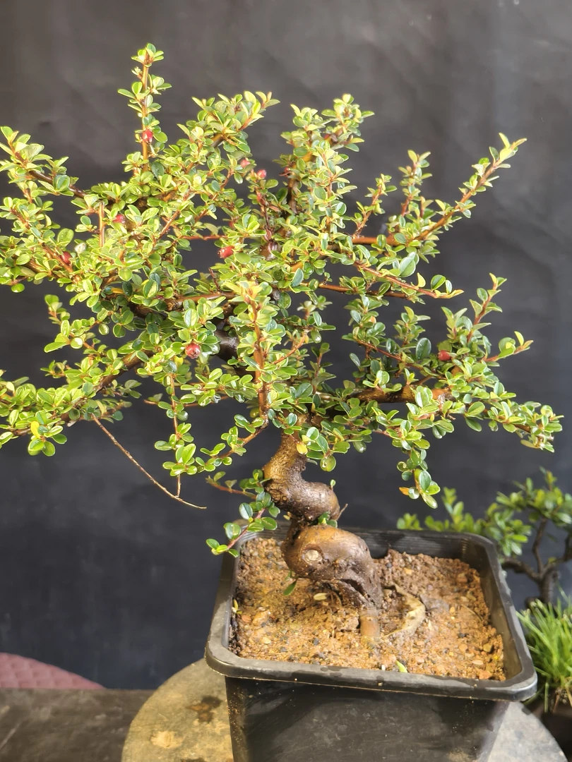 红花栒子，冬天落叶不落果。白花栒子，冬天不落叶不落果，四季常绿