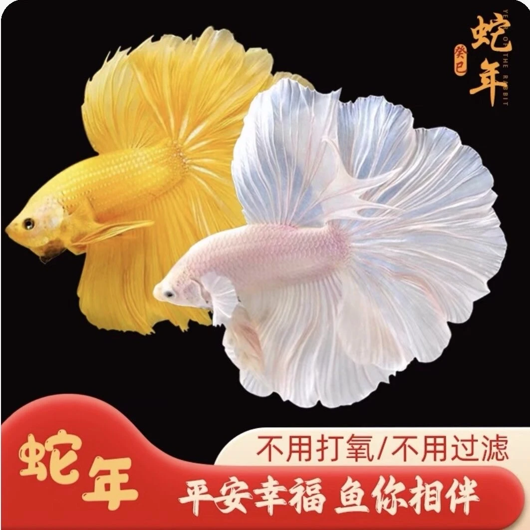 《289-312》精品泰国斗鱼淡水活体热带观赏鱼耐活（直播间选鱼）